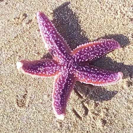Maison Les Pieds Dans Le Sable 350m De La Velos 度假居 布雷蒂诺斯梅尔