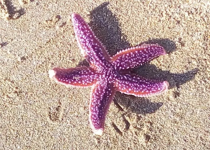 Maison Les Pieds Dans Le Sable 350m De La Velos 度假居 布雷蒂诺斯梅尔